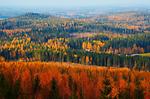 나무로 세상을 바꾸는 핀란드